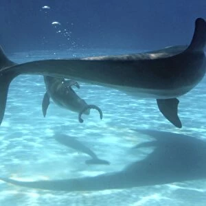 Bottlenose Dolphin - Newborn Baby/Calf with Mother immediately after birth trying to reach the surface