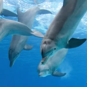 Bottlenose dolphins - playing underwater