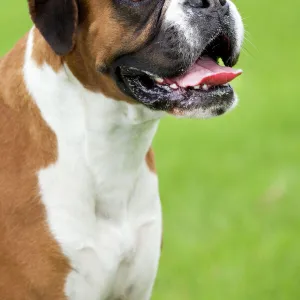 Boxer Dog - portrait