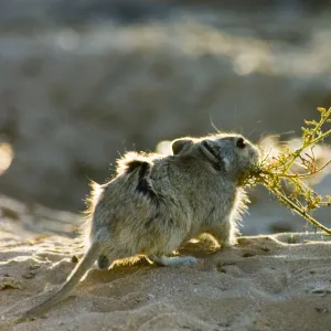 Muridae Photographic Print Collection: Brantss Whistling Rat