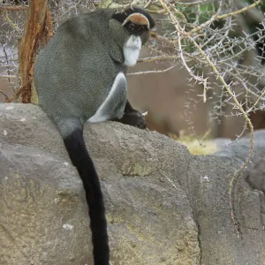 Cercopithecidae Collection: De Brazzas Monkey