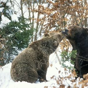 Brown Bear Couple in snow
