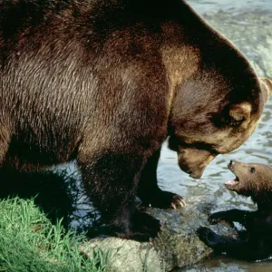 Ursidae Photo Mug Collection: Brown bear