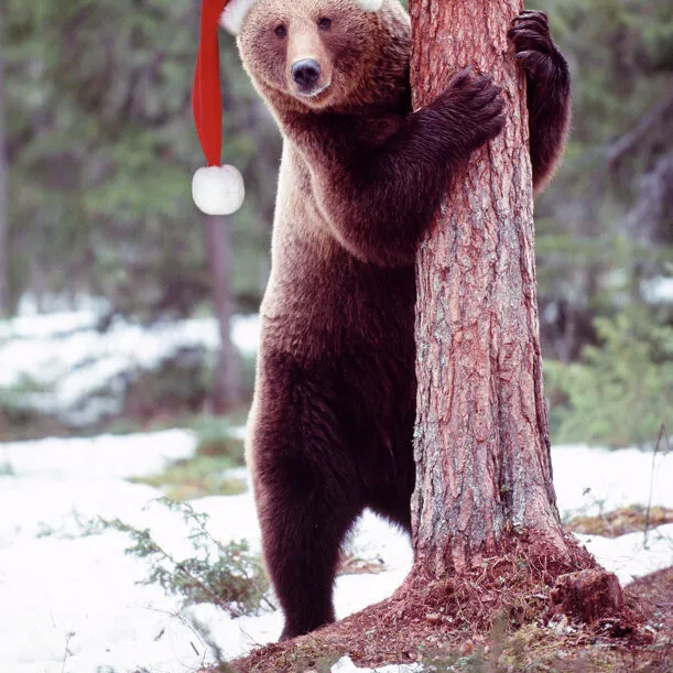 Brown Bear - hugging tree, wearing Christmas hat. Finland