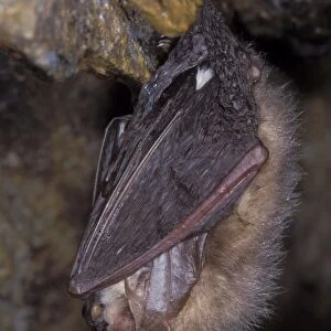 Vespertilionidae Framed Print Collection: Brown Big-eared Bat