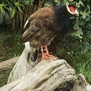 Brown-eared Pheasant / Manchurian-eared Pheasant