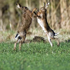 European Hare