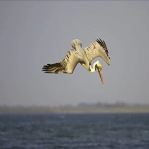 Brown Pelican - adult plunge diving Sanibel Island, Florida, USA BI001168