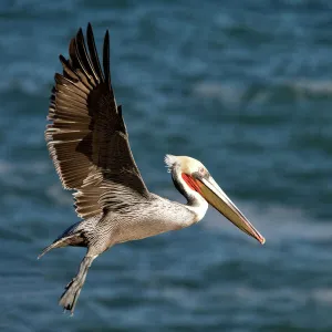 Brown Pelican - bird in breeding plumage in flight - Cliffs of La Jolla, California, USA. Eastern Pacific Ocean