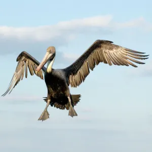 Brown Pelican - In flight, about to land. Florida Panhandle, Florida USA