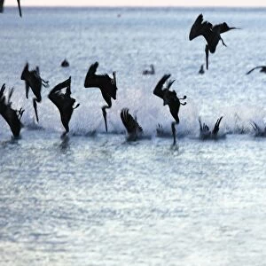 Brown Pelican - flock diving into water. Los Roques - Venezuela