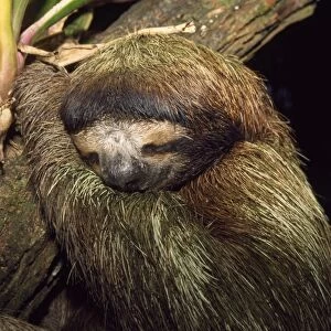Brown-throated 3 Toed Sloth - sleeping Costa Rica