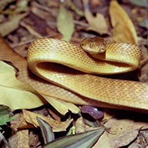 Snakes Photo Mug Collection: Boiga