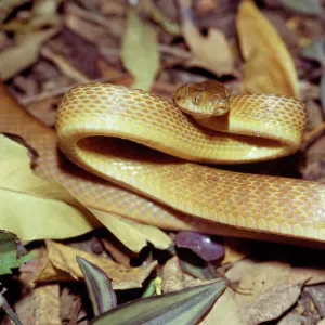 Snakes Mounted Art Print Collection: Boiga