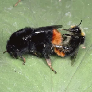 Bumblebees - mating pair, UK