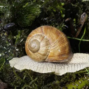 Burgundy Snail - edible snail. Alsace - France