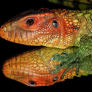 Lizards Collection: Caiman Lizard