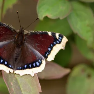 Camberwell beauty - on honeysuckle