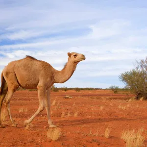 Camel - funny looking One-humped Camel or Dromedary wandering through the desert - Northern Territory, Australia