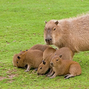 Caviidae Canvas Print Collection: Capybara