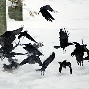 Carrion Crow - flock flying off animal carcass in winter Bavaria, Germany