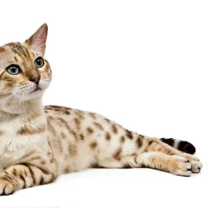 Cat - 1 year old Bengal Seal Mink Snow