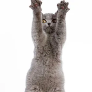 Cat - British blue short-hair kitten on hind legs in studio