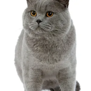 Cat - British Blue in studio