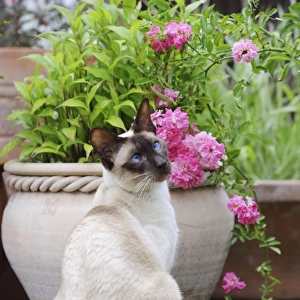 CAT. Chocolate point siamese cat sitting in front of a flower pot