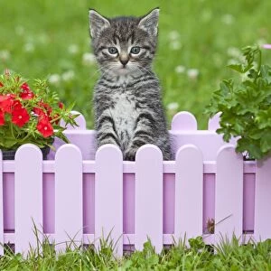 Cat - kitten playing in plant pot holder - on lawn - Lower Saxony - Germany