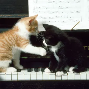Cat - Kittens on Piano Print Cat - Kittens on Piano Print