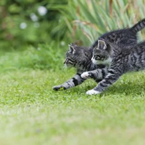 Cat - two kittens running through garden - Lower Saxony - Germany