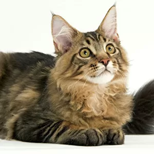 Cats (Domestic) Poster Print Collection: Maine Coon