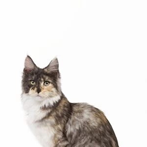 Cat- Maine Coon - 7 month old Black tortie smoke & white sitting in studio