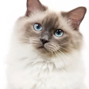 Blue Ragdoll Cat Print - LA-6735 Blue Ragdoll Cat Print - LA-6735