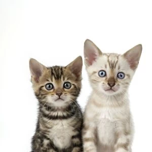 CAT. Snow Marble & Brown Marble blue-eyed Bengal kittens - 6 weeks old