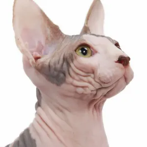 Ardea Wildlife Print - Cat Sphinx in Studio LA-6592 Ardea Wildlife Print - Cat Sphinx in Studio LA-6592
