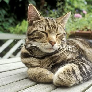 Cat Tabby sleeping on garden table