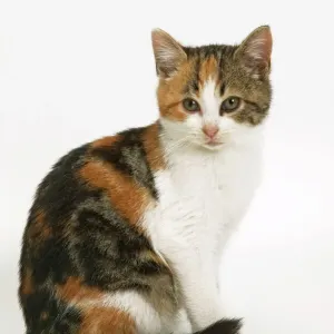 Tortoiseshell and White Cat Print Tortoiseshell and White Cat Print