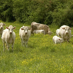 Cattle with calves in lush flowery pasture with buttercups