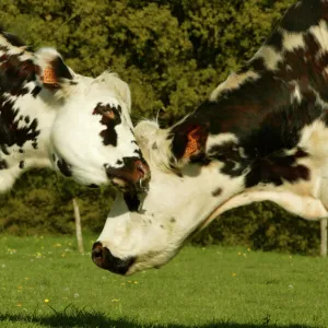 Cattle Norman Dairy Cows In field