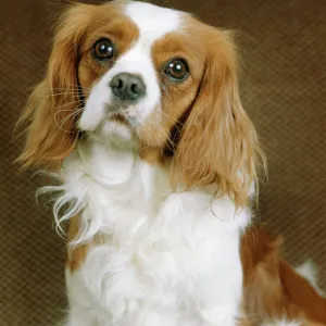 Cavalier King Charles Spaniel Dog