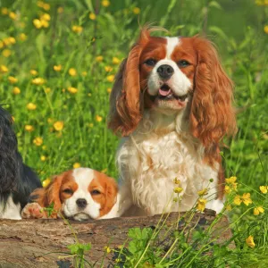 Gundog Fine Art Print Collection: Spaniel Field