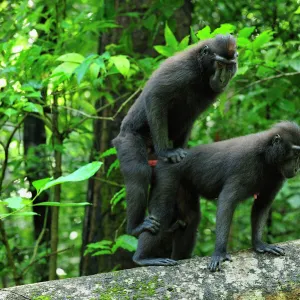 Cercopithecidae Premium Framed Print Collection: Celebes Crested Macaque