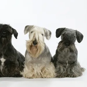 Cesky Terriers - three