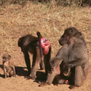 Cercopithecidae Metal Print Collection: Chacma Baboon