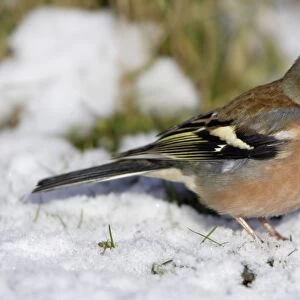 Chaffinch - Male, feeding on ground in garden, winter-time. Lower Saxony, Germany