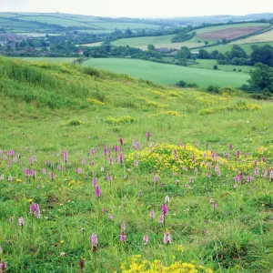 Chalk Downland - In old quarry with Common Spotted Orchids & Birds Foot Trefoil. Toller, Dorset, UK