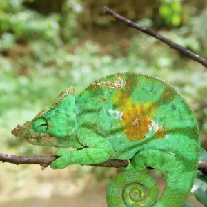 Lizards Collection: Chameleons