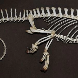 Chameleon - skeleton